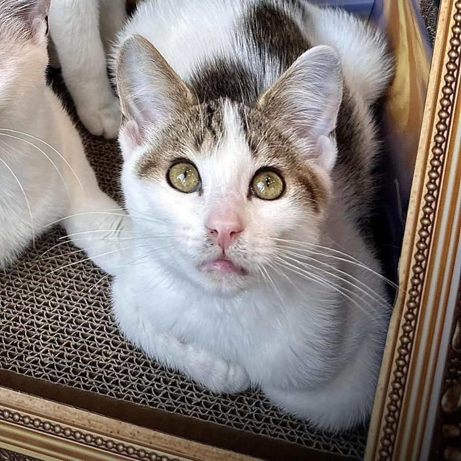 Enlarge Kabota, a Adoptable Domestic Short Hair in Leechburg, PA image 3/4