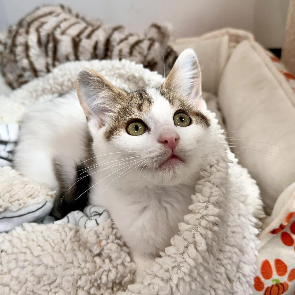 Enlarge Kabota, a Adoptable Domestic Short Hair in Leechburg, PA image 4/4