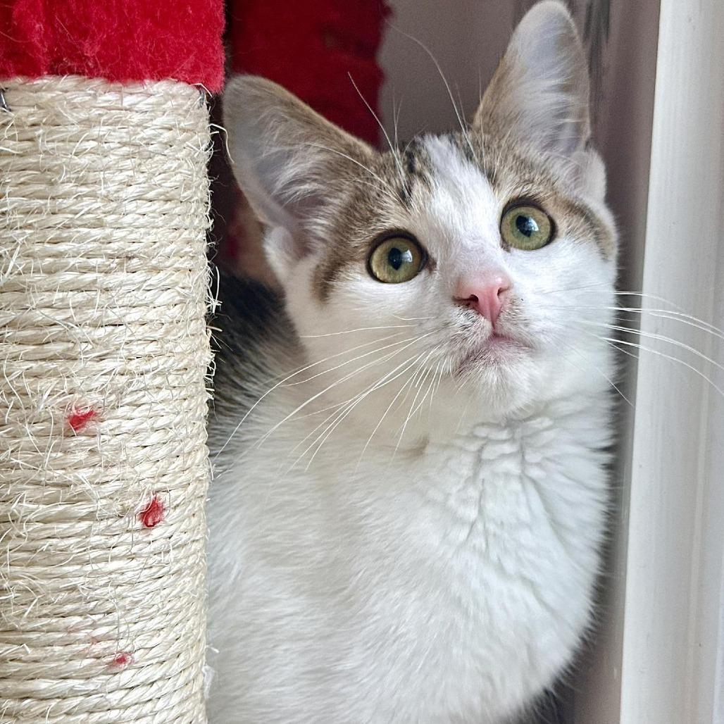 Kabota, Adoptable, Kitten Male Domestic Short Hair.