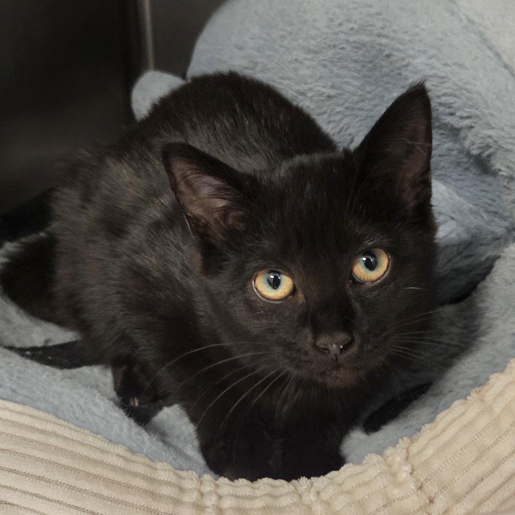 Tiny Tina, Adoptable, Kitten Female Domestic Short Hair.