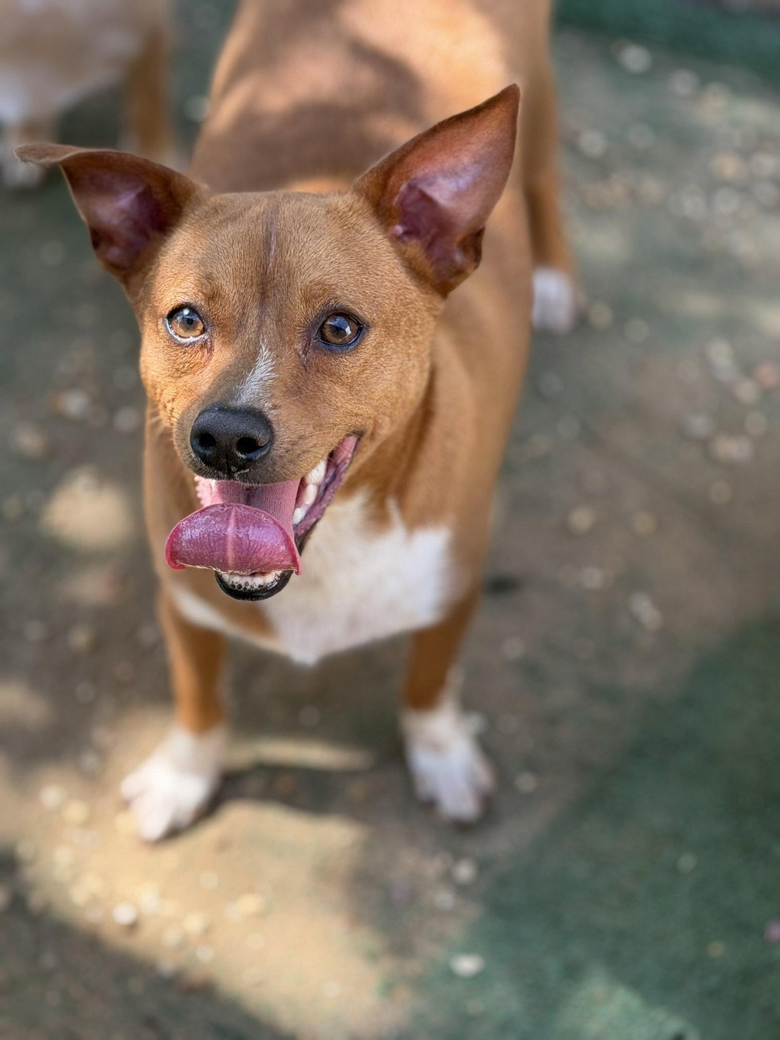 Enlarge Porthos, a Adoptable Rat Terrier in Jackson, MS image 2/2