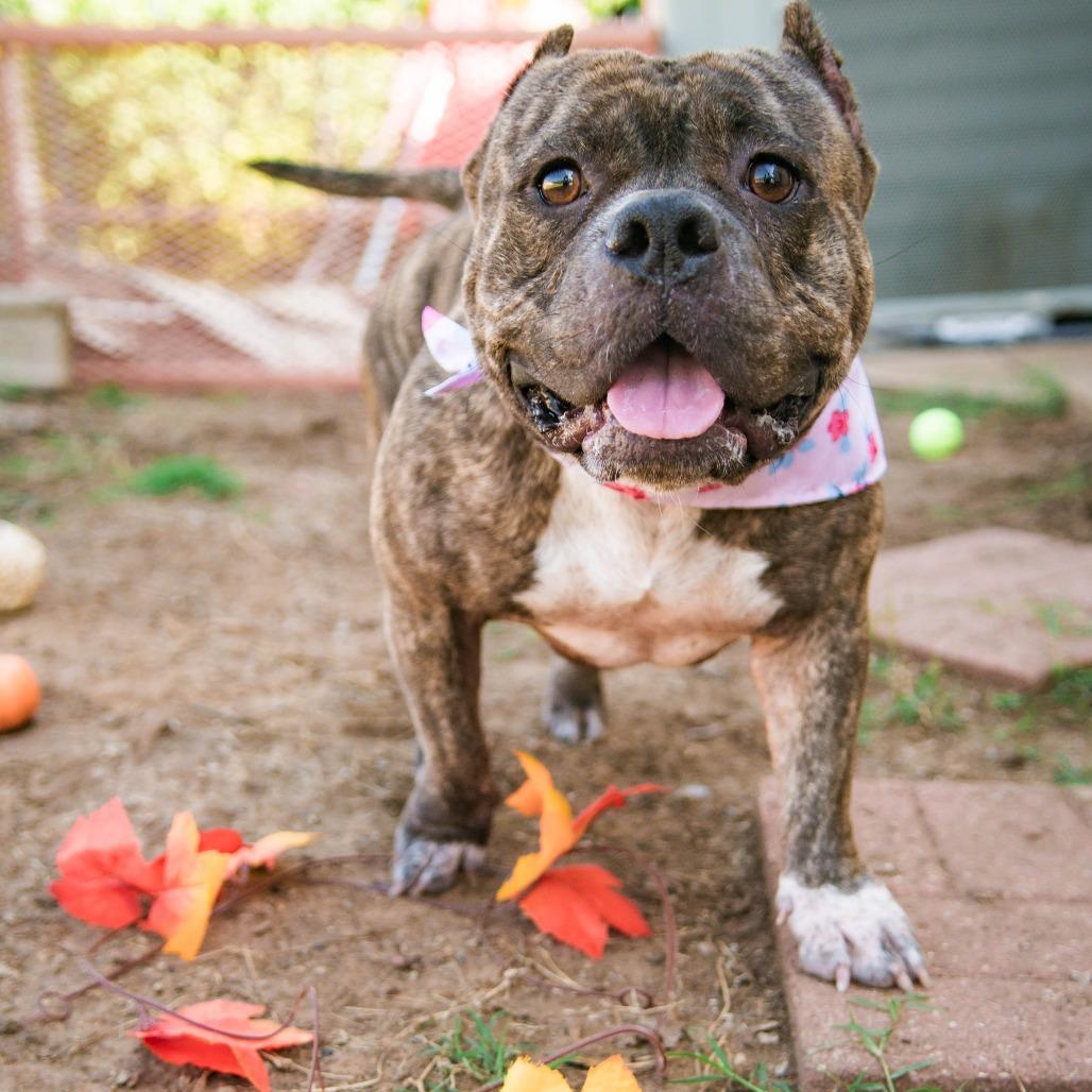 Hurricane, Adoptable, Adult Female Pit Bull Terrier.