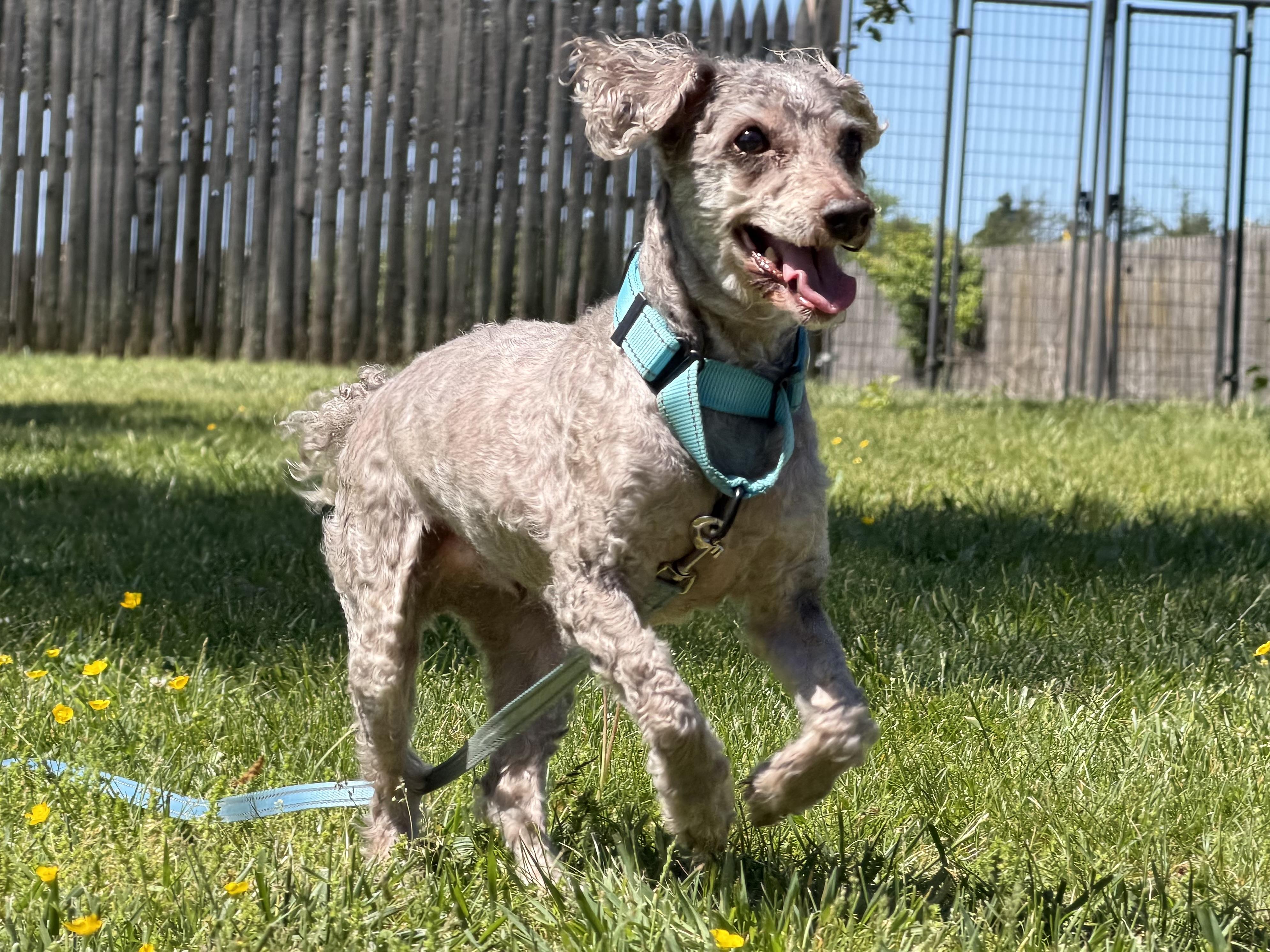 Hershey, a ADOPTABLE mixed breed in Catlett, VA image 4/6