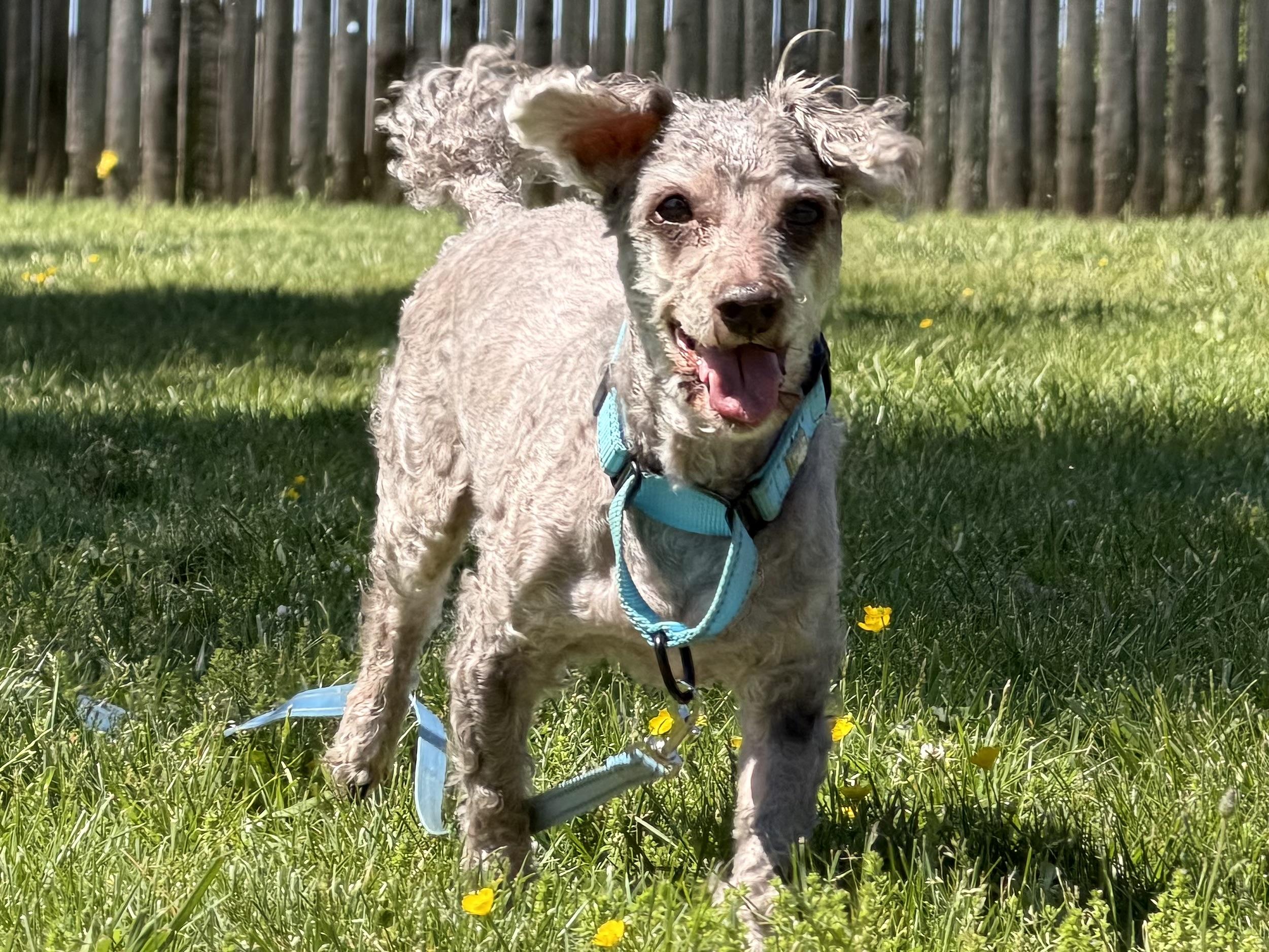 Hershey, ADOPTABLE, Senior Male Poodle & Miniature Schnauzer.