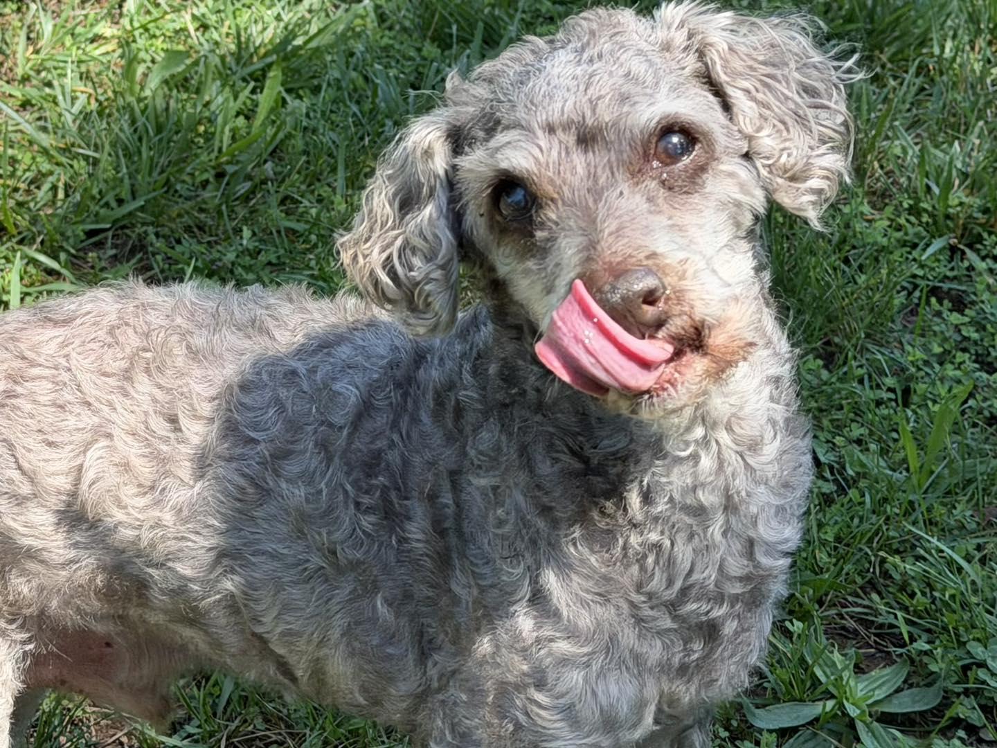 Enlarge Hershey, an adopted mixed breed in Catlett, VA image 2/6