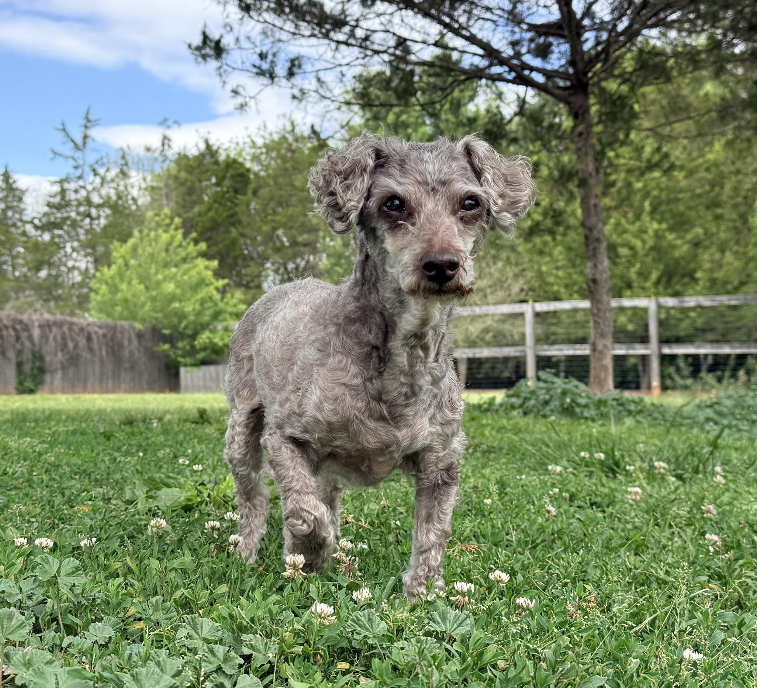 Hershey, a ADOPTABLE mixed breed in Catlett, VA image 2/6
