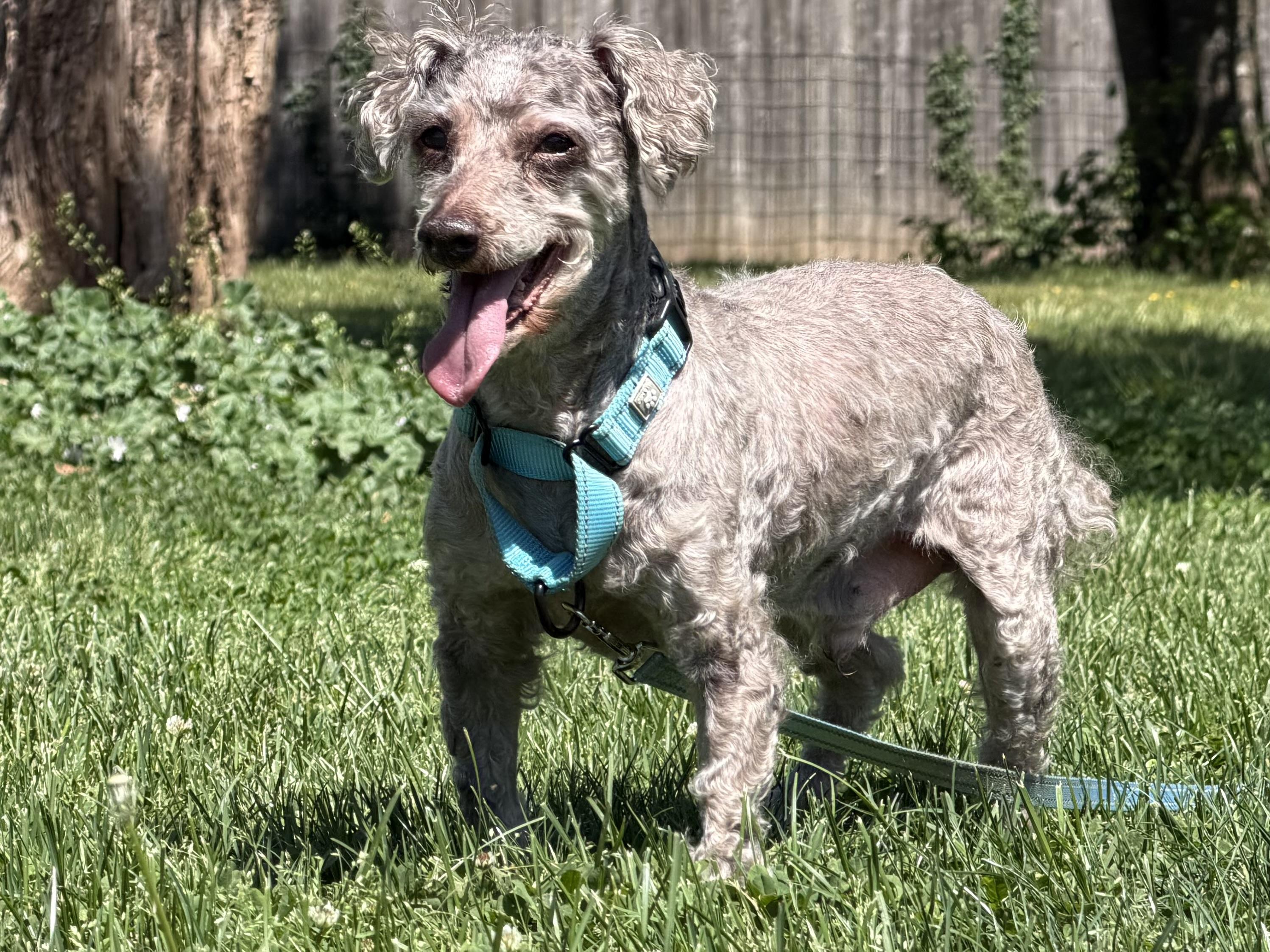 Hershey, a ADOPTABLE mixed breed in Catlett, VA image 3/6