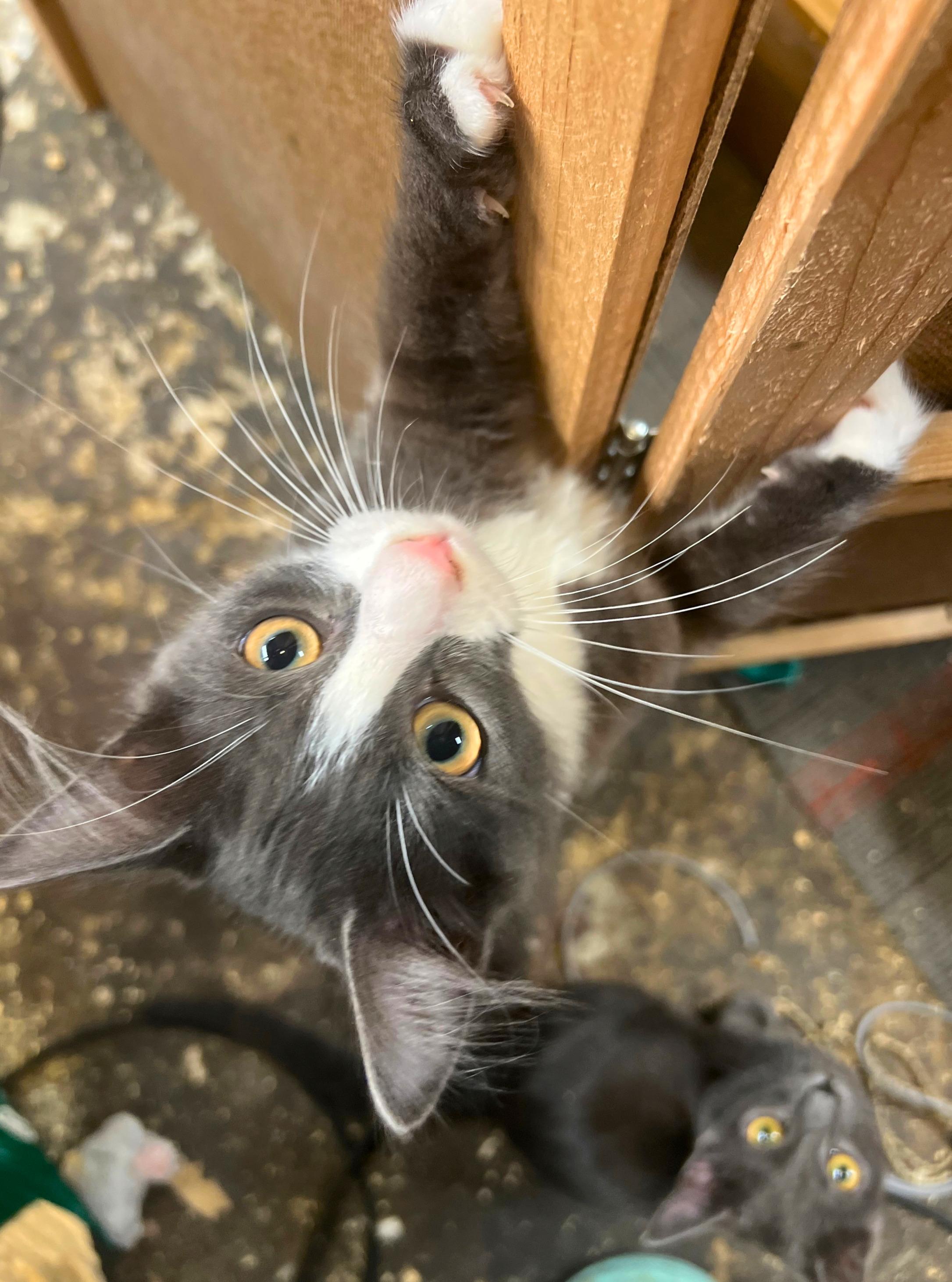 Enlarge Tommy Boy, a teddy bear come to life (bonded brother- Tiny Tim), a Adoptable mixed breed in The Dalles, OR image 2/3