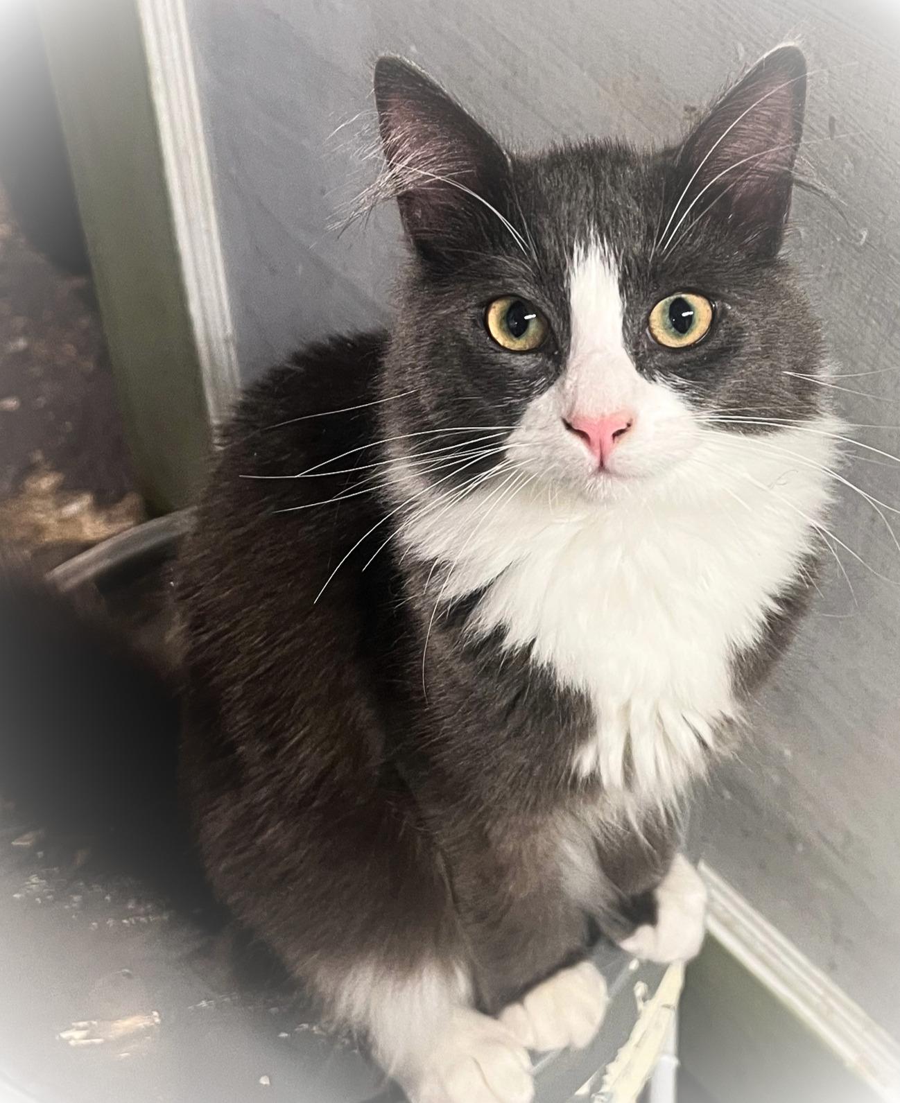 Tommy Boy, a teddy bear come to life (bonded brother- Tiny Tim), Adoptable, Kitten Male Norwegian Forest Cat & Domestic Long Hair.