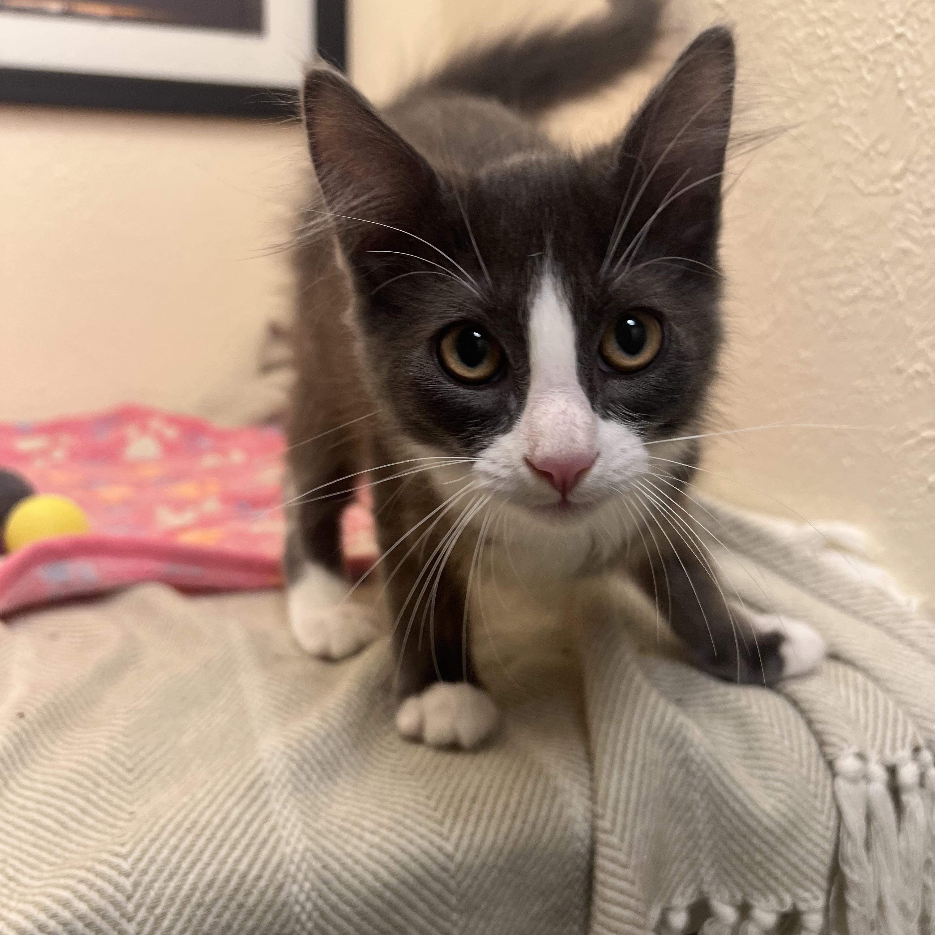 Enlarge Tommy Boy, a teddy bear come to life (bonded brother- Tiny Tim), a Adoptable mixed breed in The Dalles, OR image 3/3