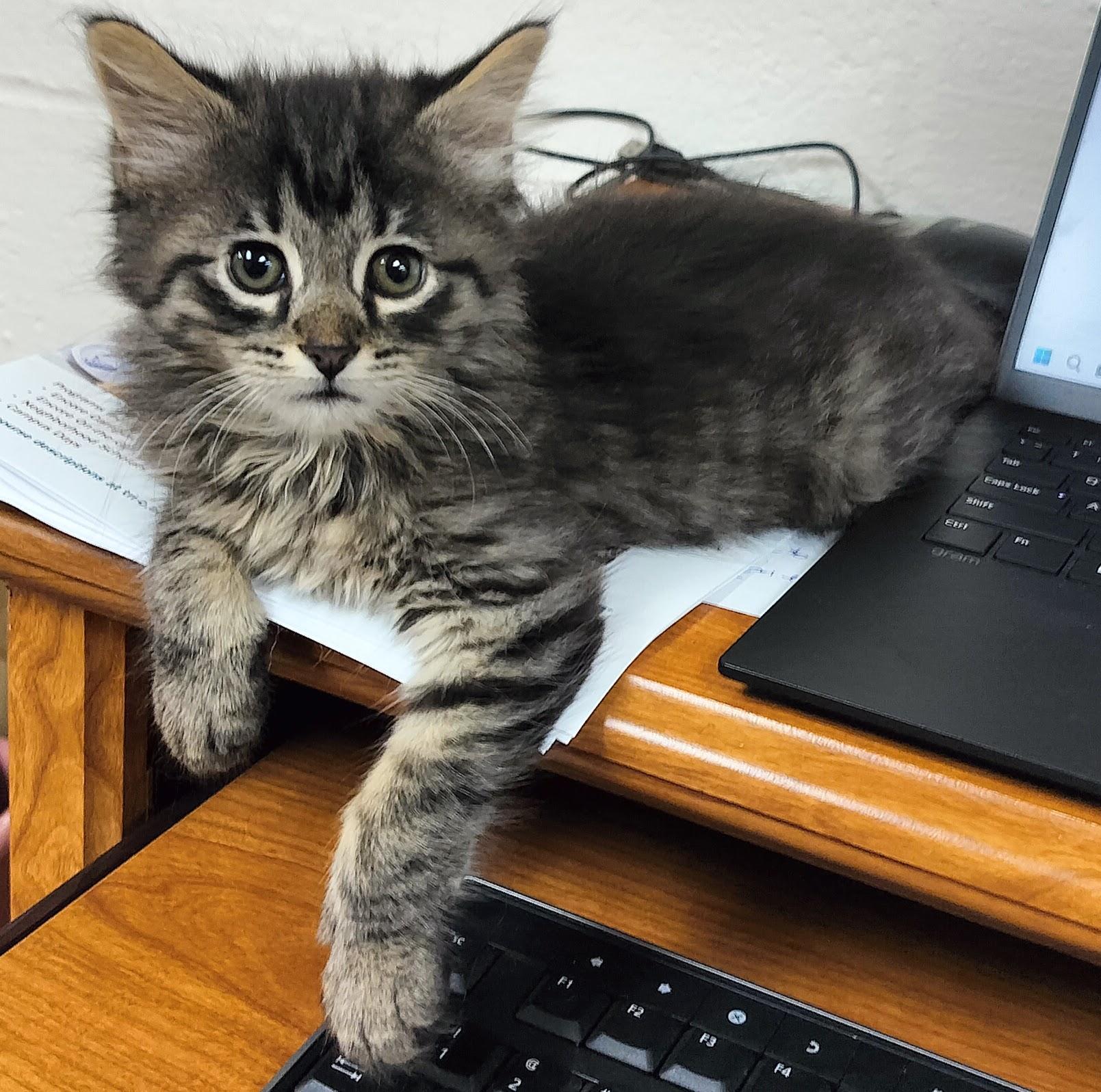 Griffin & Evander, an adopted Tabby in Independence, OH image 4/5