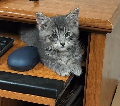 Griffin & Evander, an adopted Tabby in Independence, OH image 2/5