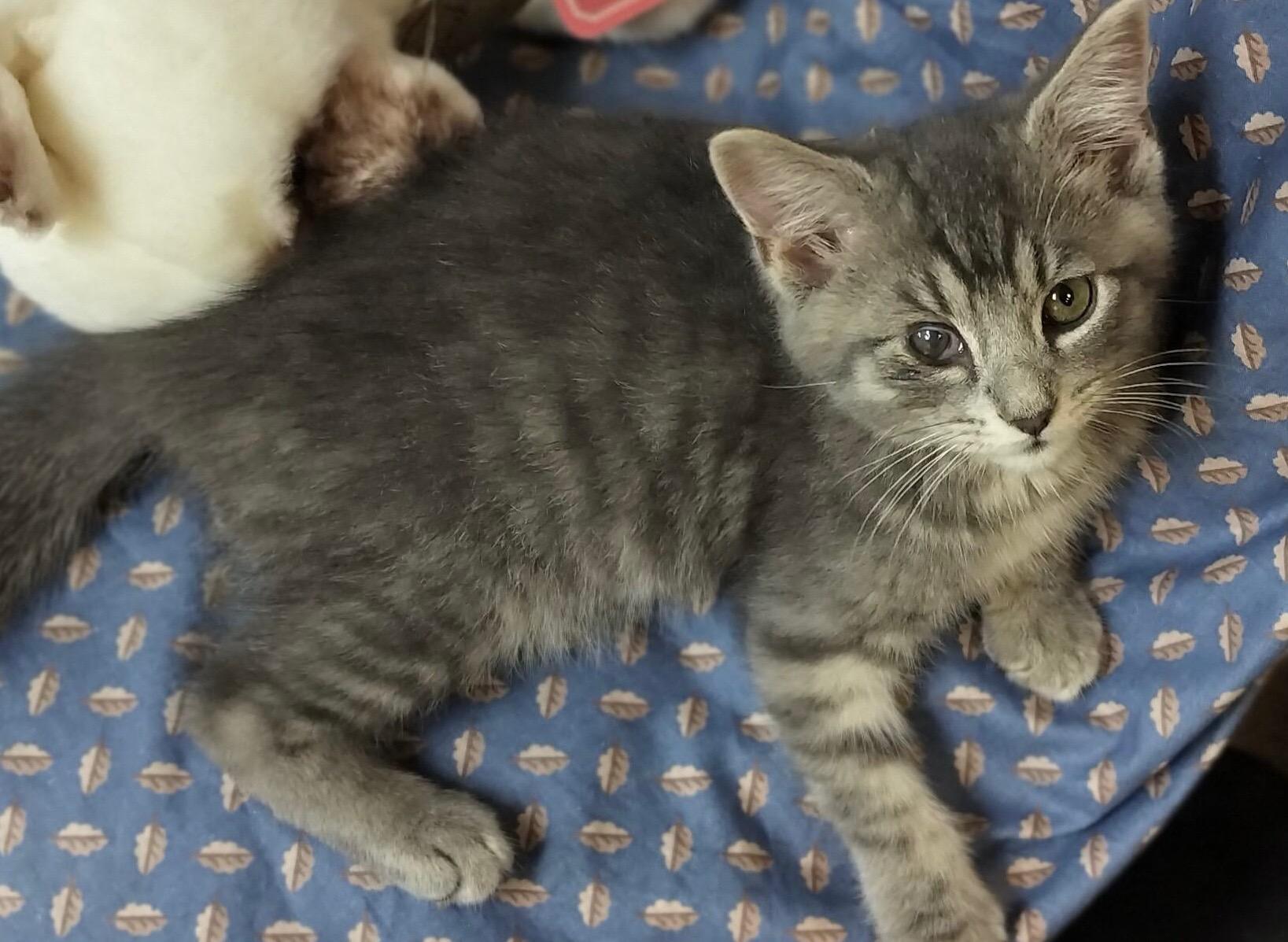 Griffin & Evander, an adopted Tabby in Independence, OH image 5/5