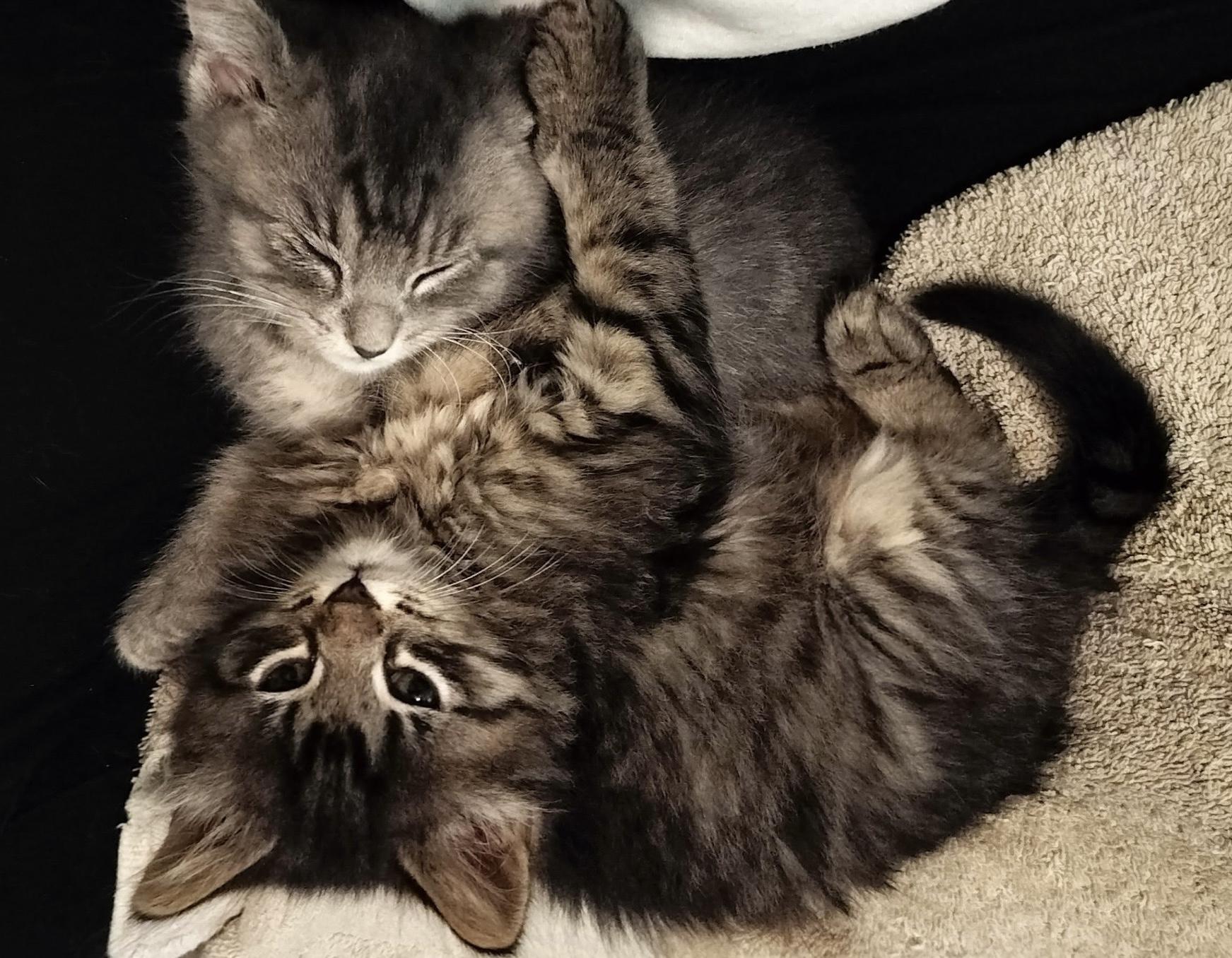 Griffin & Evander, an adopted Tabby in Independence, OH image 3/5