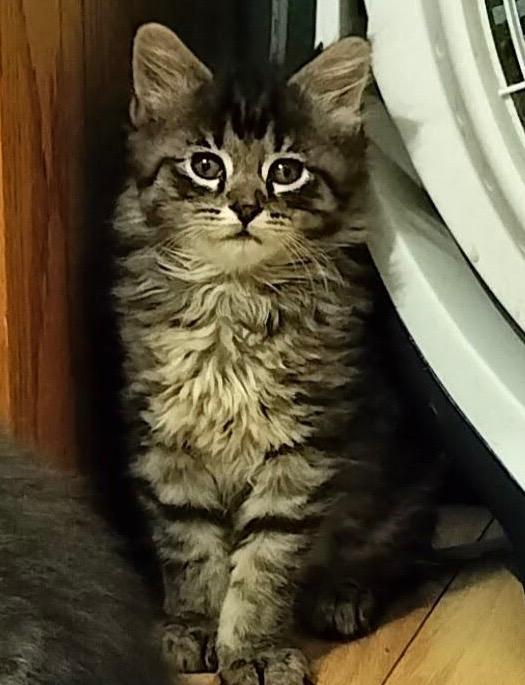 Griffin & Evander, adopted, Kitten Male Tabby.
