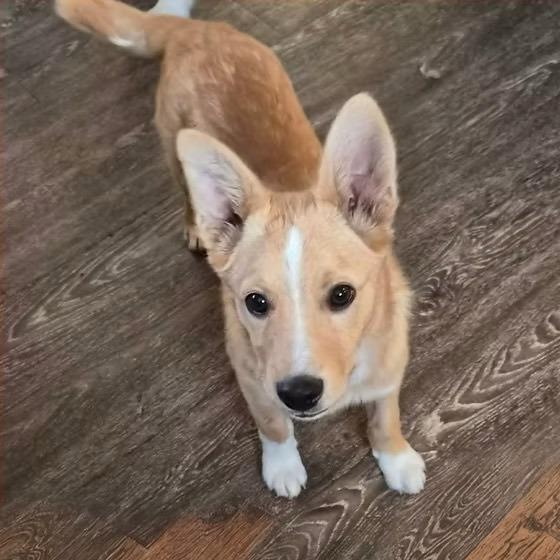 Enlarge Timber, a Adoptable mixed breed in sun prairie, WI image 1/1
