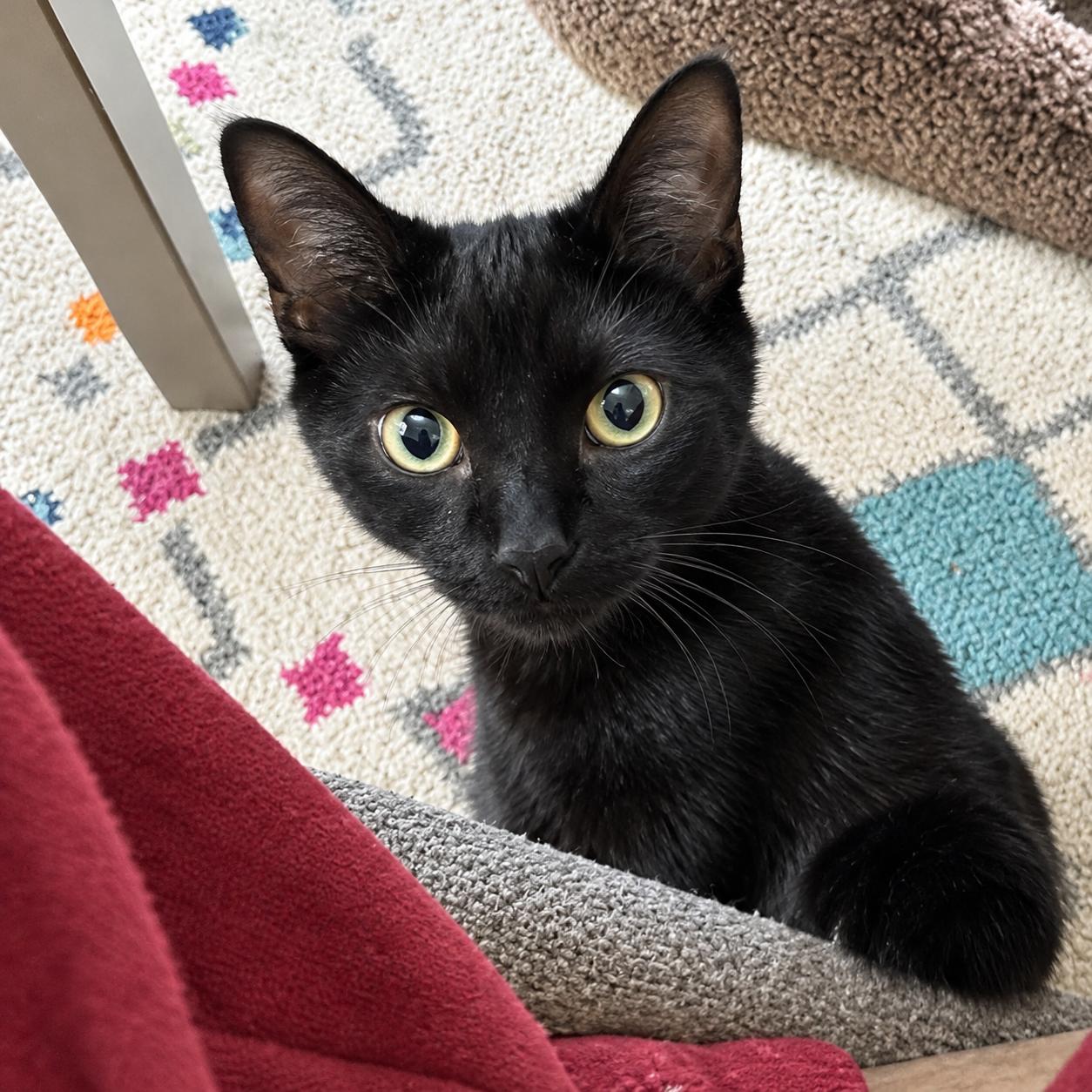 Enlarge Benny, a Adoptable Domestic Short Hair in Pittsburgh, PA image 2/6