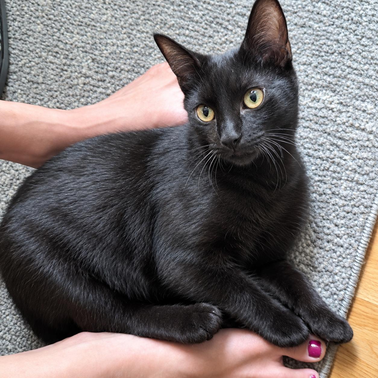 Enlarge Benny, a Adoptable Domestic Short Hair in Pittsburgh, PA image 3/6