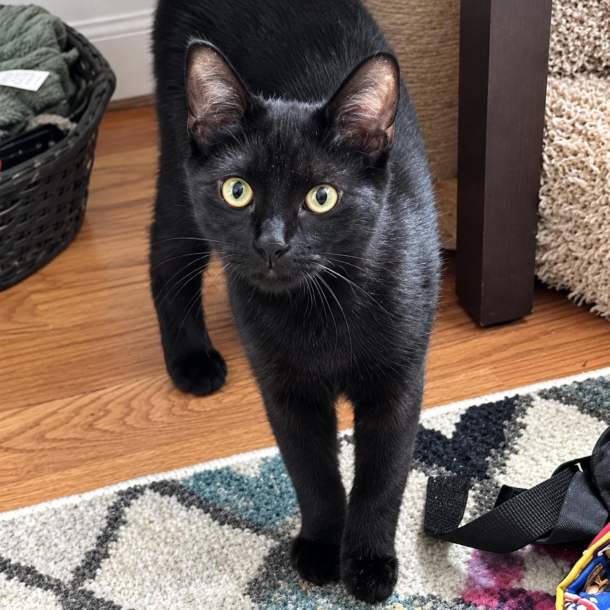 Benny, Adoptable, Kitten Female Domestic Short Hair.