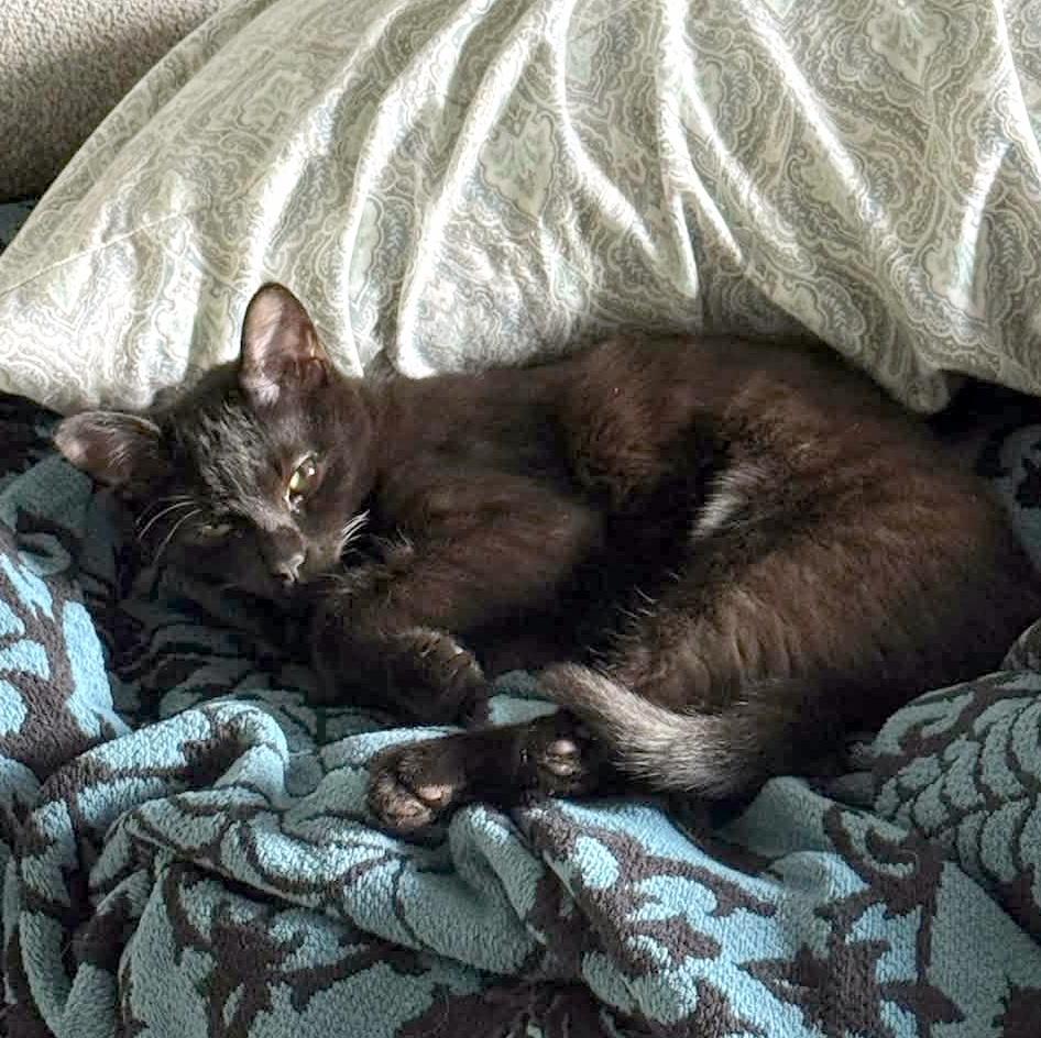 Enlarge Benny, a Adoptable Domestic Short Hair in Pittsburgh, PA image 6/6