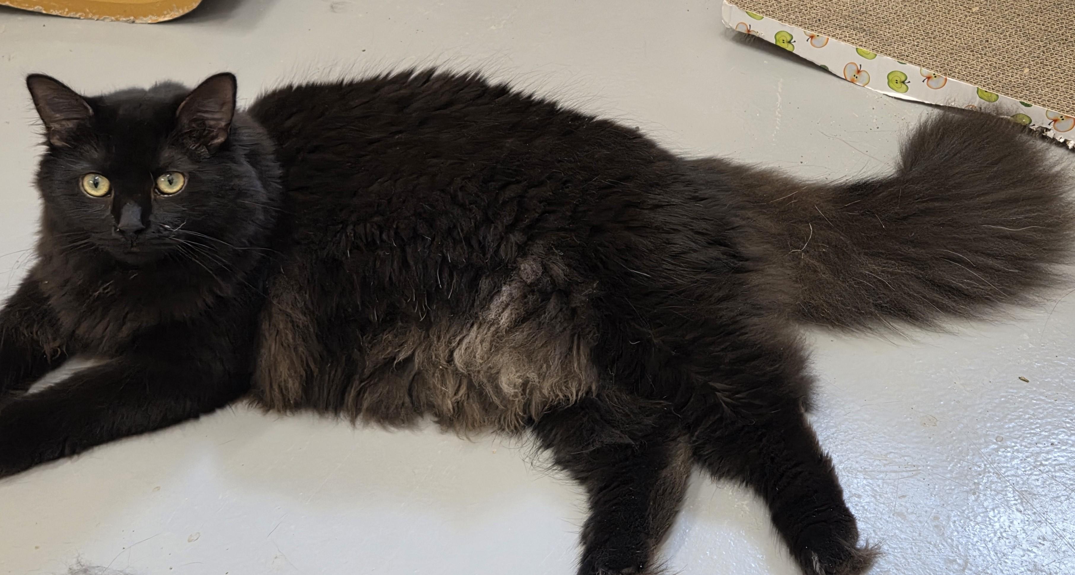 Wellington (Wellie), ADOPTABLE, Young Female Domestic Long Hair & Maine Coon.