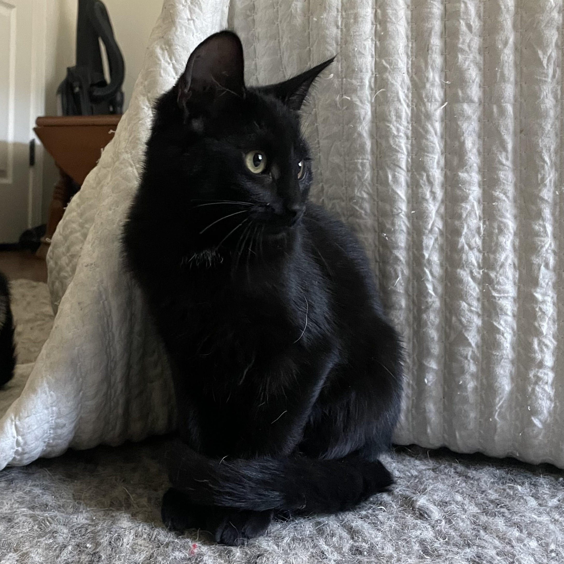 Enlarge House, a ADOPTABLE Domestic Short Hair in Mississippi State, MS image 1/4