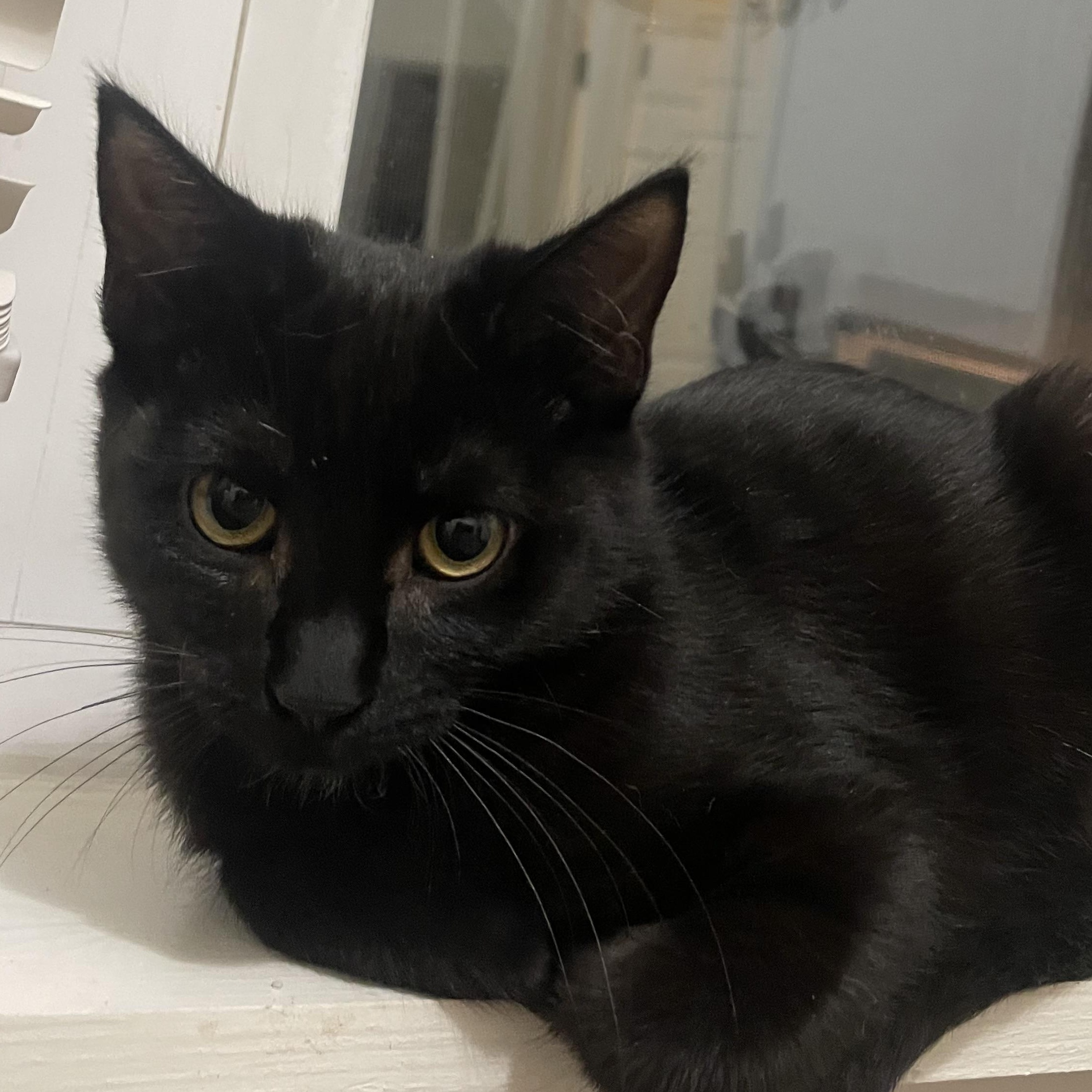 Enlarge House, a ADOPTABLE Domestic Short Hair in Mississippi State, MS image 4/4