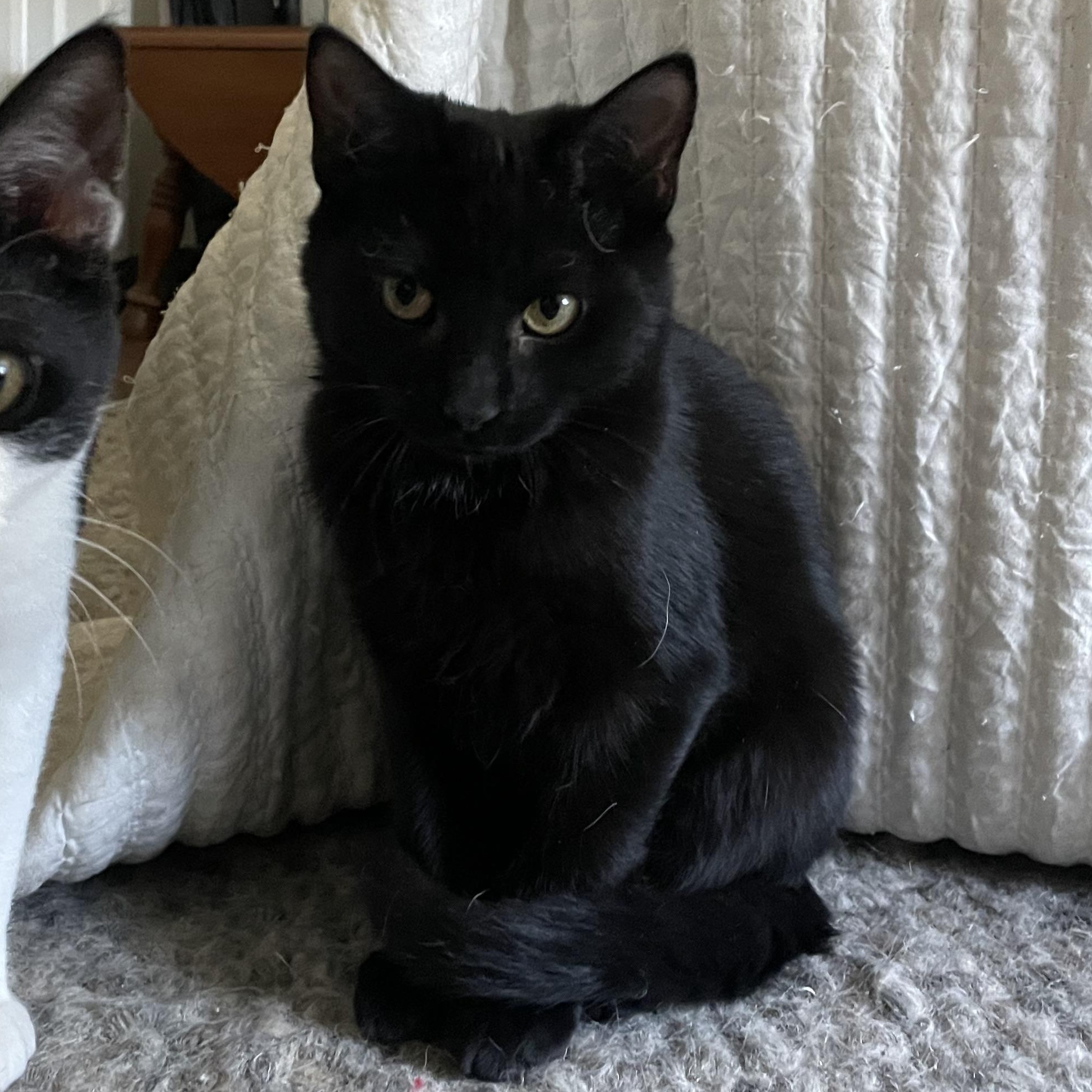 Enlarge House, a ADOPTABLE Domestic Short Hair in Mississippi State, MS image 2/4