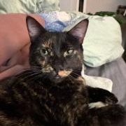 Amelia, Adoptable, Young Female Domestic Short Hair.