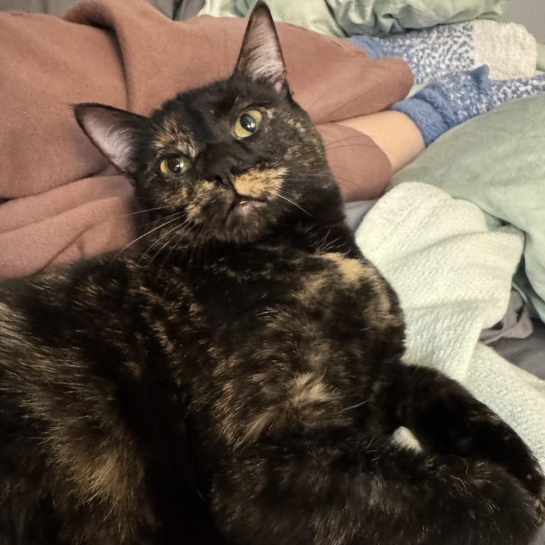 Amelia, Adoptable, Young Female Domestic Short Hair.