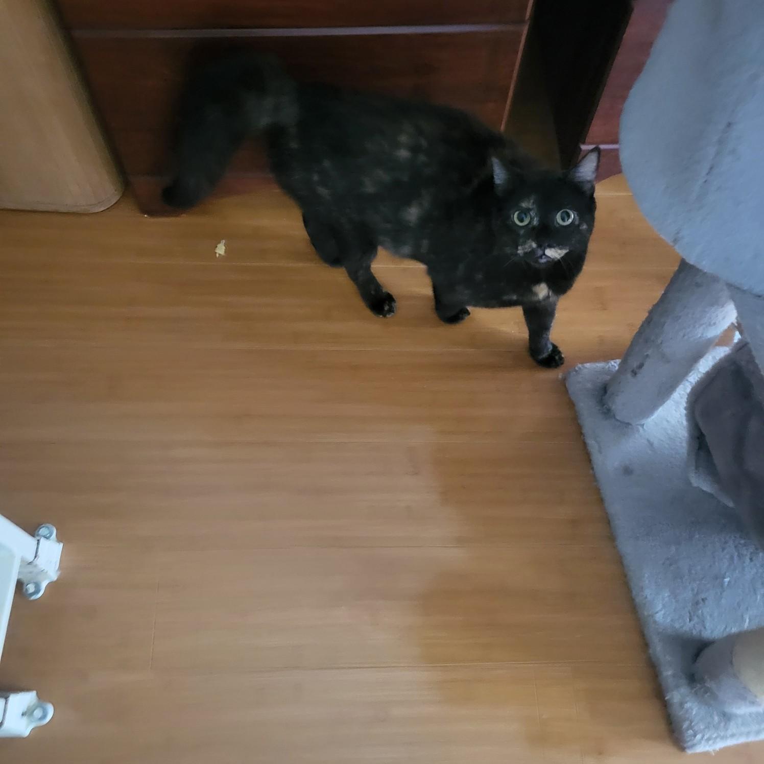 Amelia, a Adoptable Domestic Short Hair in Pitman, NJ image 3/6