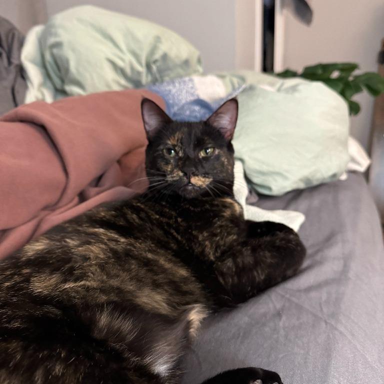 Amelia, a Adoptable Domestic Short Hair in Pitman, NJ image 4/6