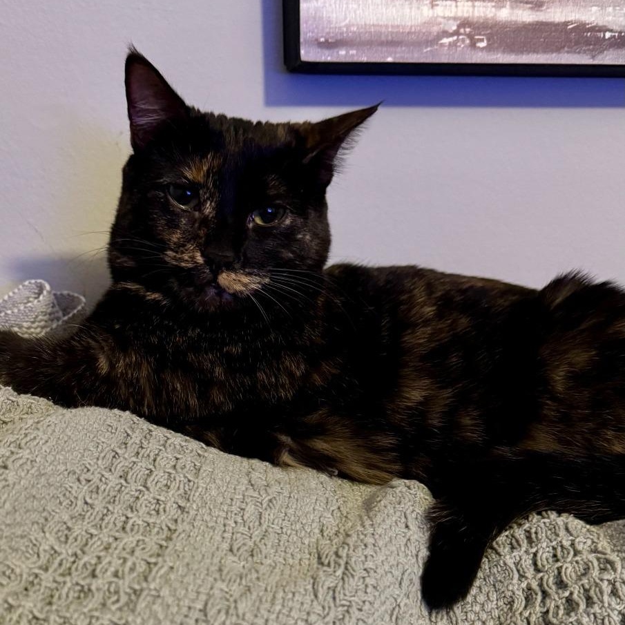 Amelia, a Adoptable Domestic Short Hair in Pitman, NJ image 5/6