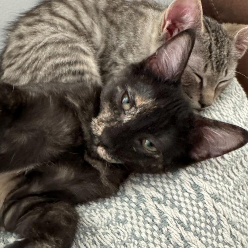 Amelia, a Adoptable Domestic Short Hair in Pitman, NJ image 6/6