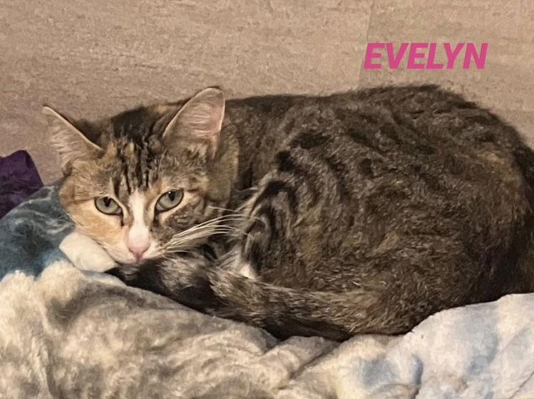 Enlarge Evelyn - Foster Care, a Adoptable Domestic Short Hair in Mitchell, SD image 1/1