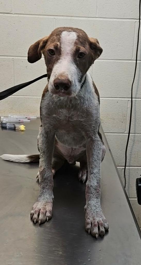 Enlarge Banjo, a Adoptable mixed breed in Albany, GA image 5/6