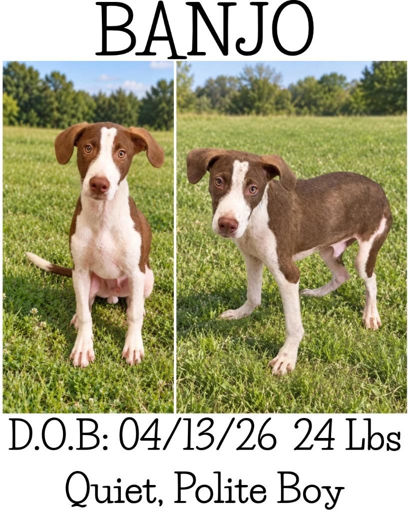 Enlarge Banjo, a Adoptable mixed breed in Albany, GA image 6/6