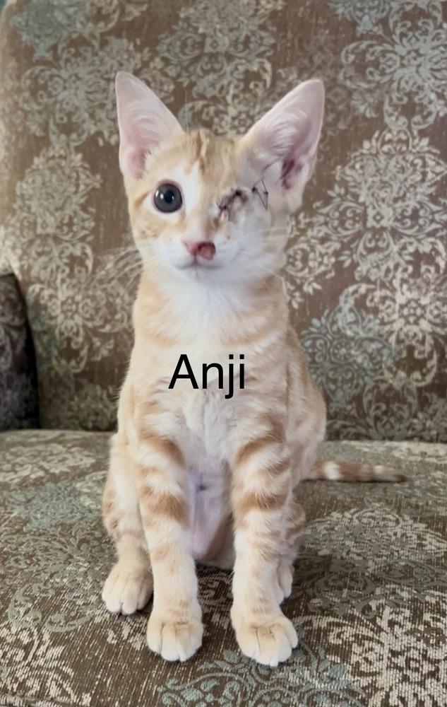 Enlarge Anji, a Adoptable Tabby in Fern Park, FL image 2/2