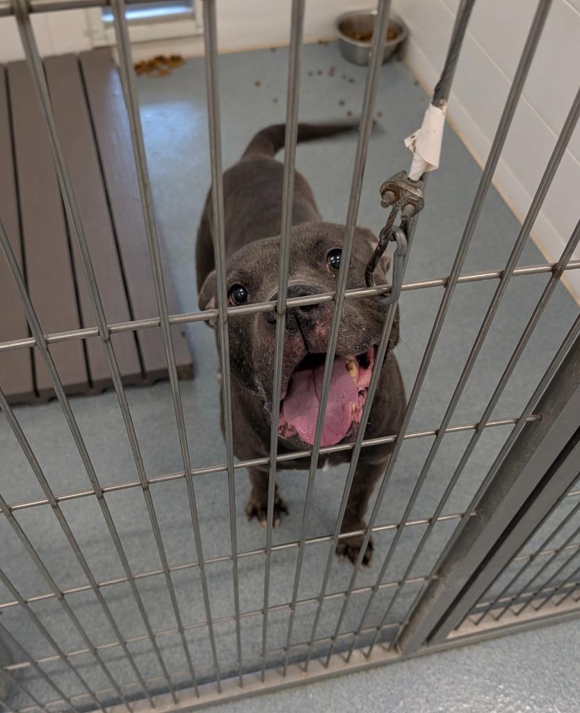 Enlarge Nala, a Adoptable Pit Bull Terrier in Portland, IN image 1/1
