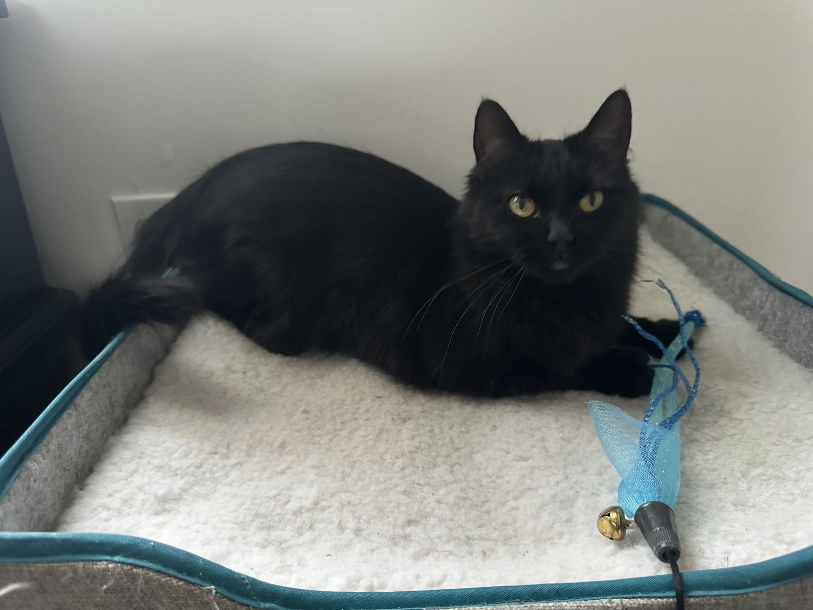 Enlarge Fudge, a Adoptable Domestic Short Hair in Minneapolis, MN image 1/3