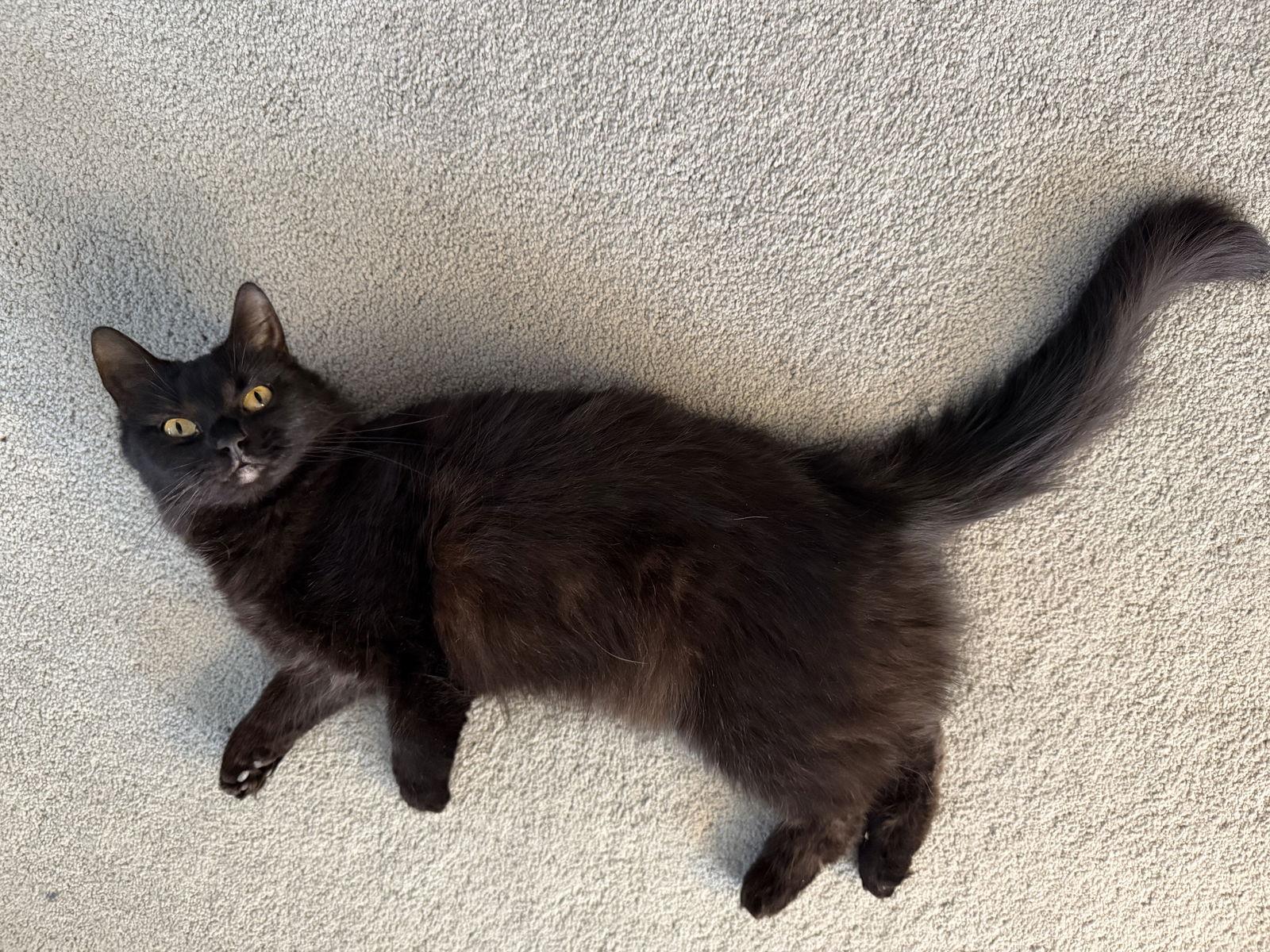 Fudge, Adoptable, Young Female Domestic Short Hair.