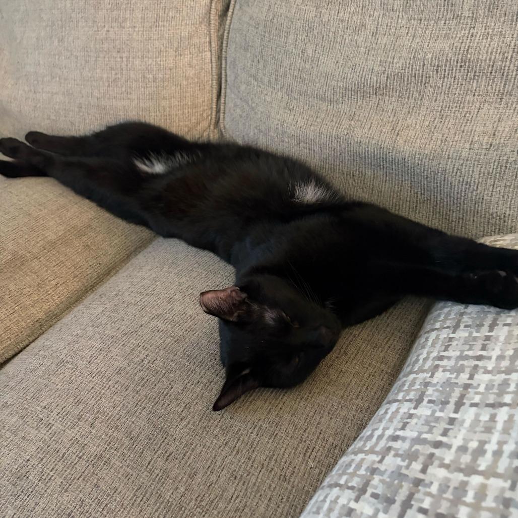 Waylon, Adoptable, Young Male Domestic Short Hair.