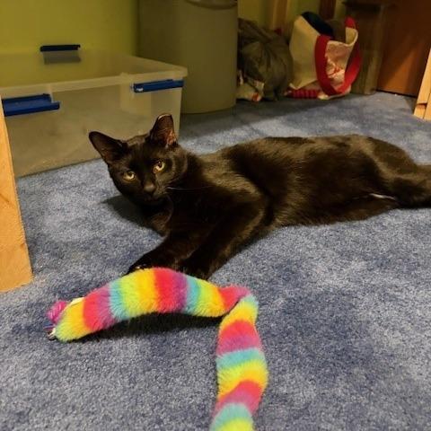 Enlarge Waylon, a Adoptable Domestic Short Hair in Dayton, OH image 2/4