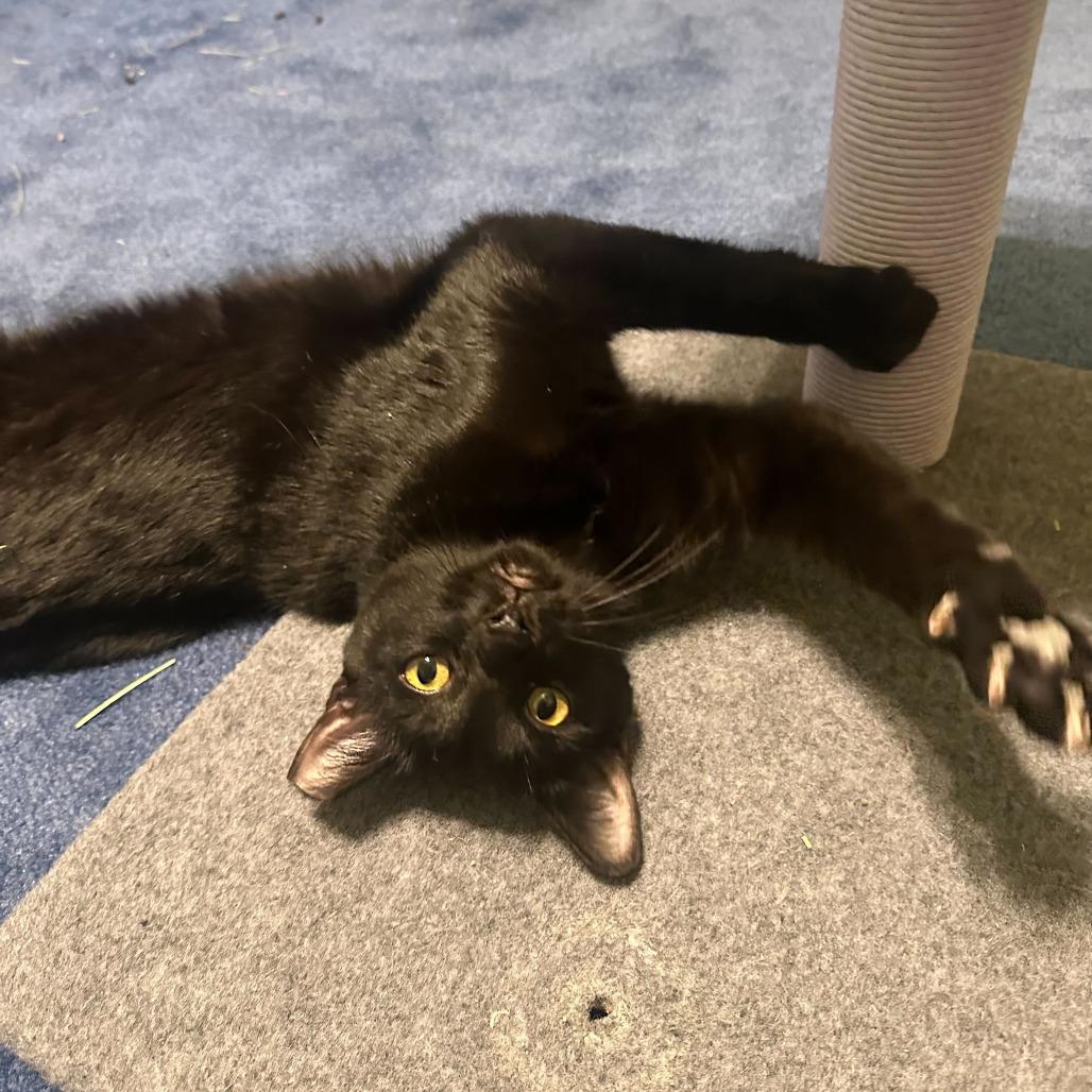 Enlarge Waylon, a Adoptable Domestic Short Hair in Dayton, OH image 3/4