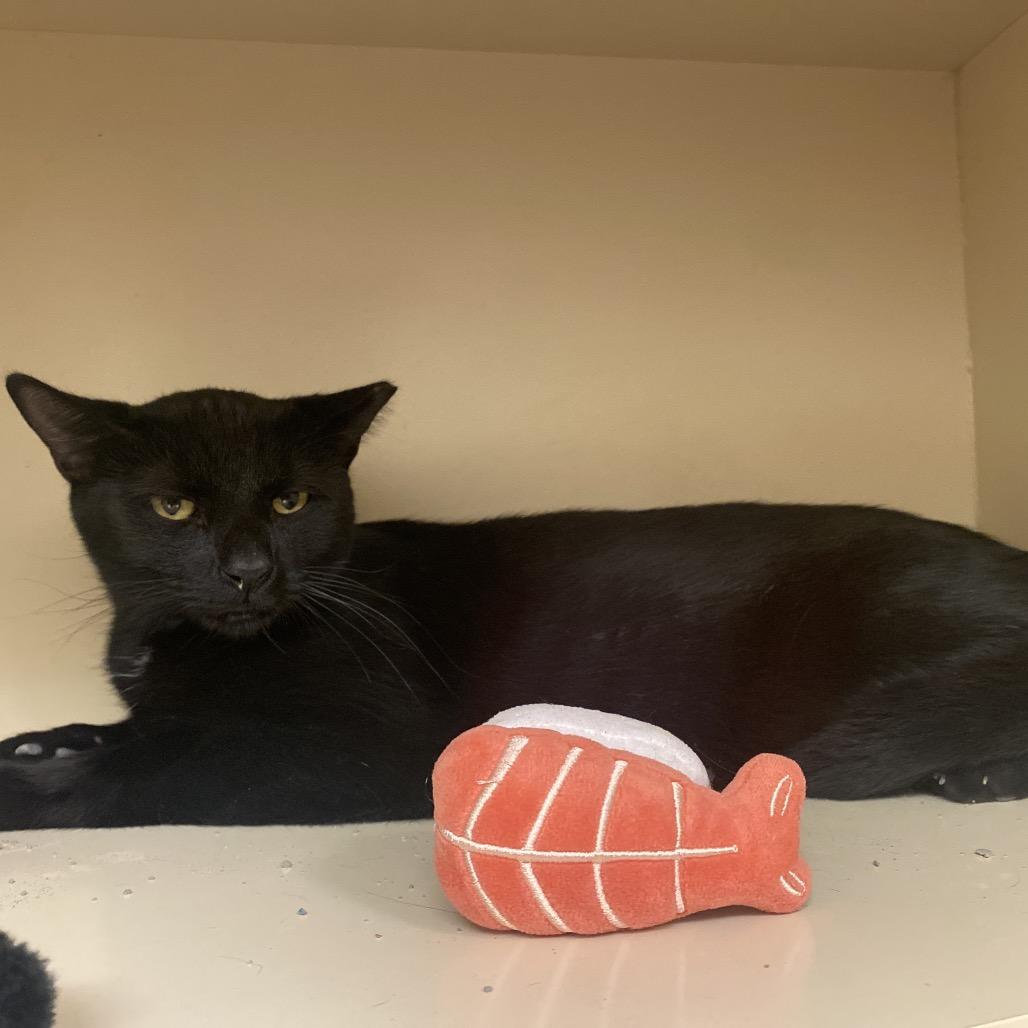 Enlarge Waylon, a Adoptable Domestic Short Hair in Dayton, OH image 4/4