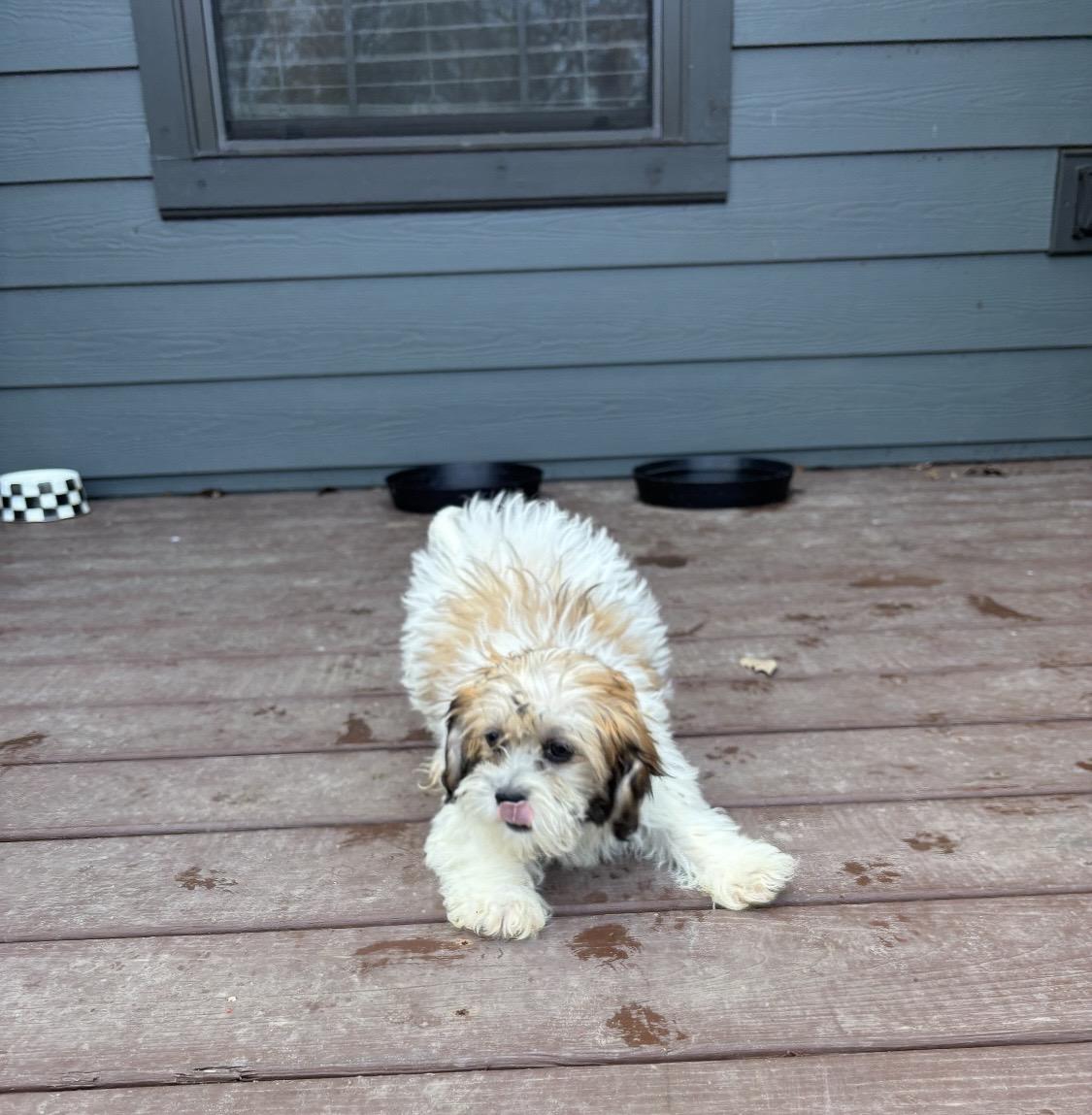 Shih Tzu/Maltese puppies!, an adopted mixed breed in Rowlett, TX image 4/4