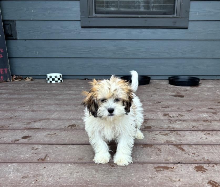 Shih Tzu/Maltese puppies!, an adopted mixed breed in Rowlett, TX image 1/4