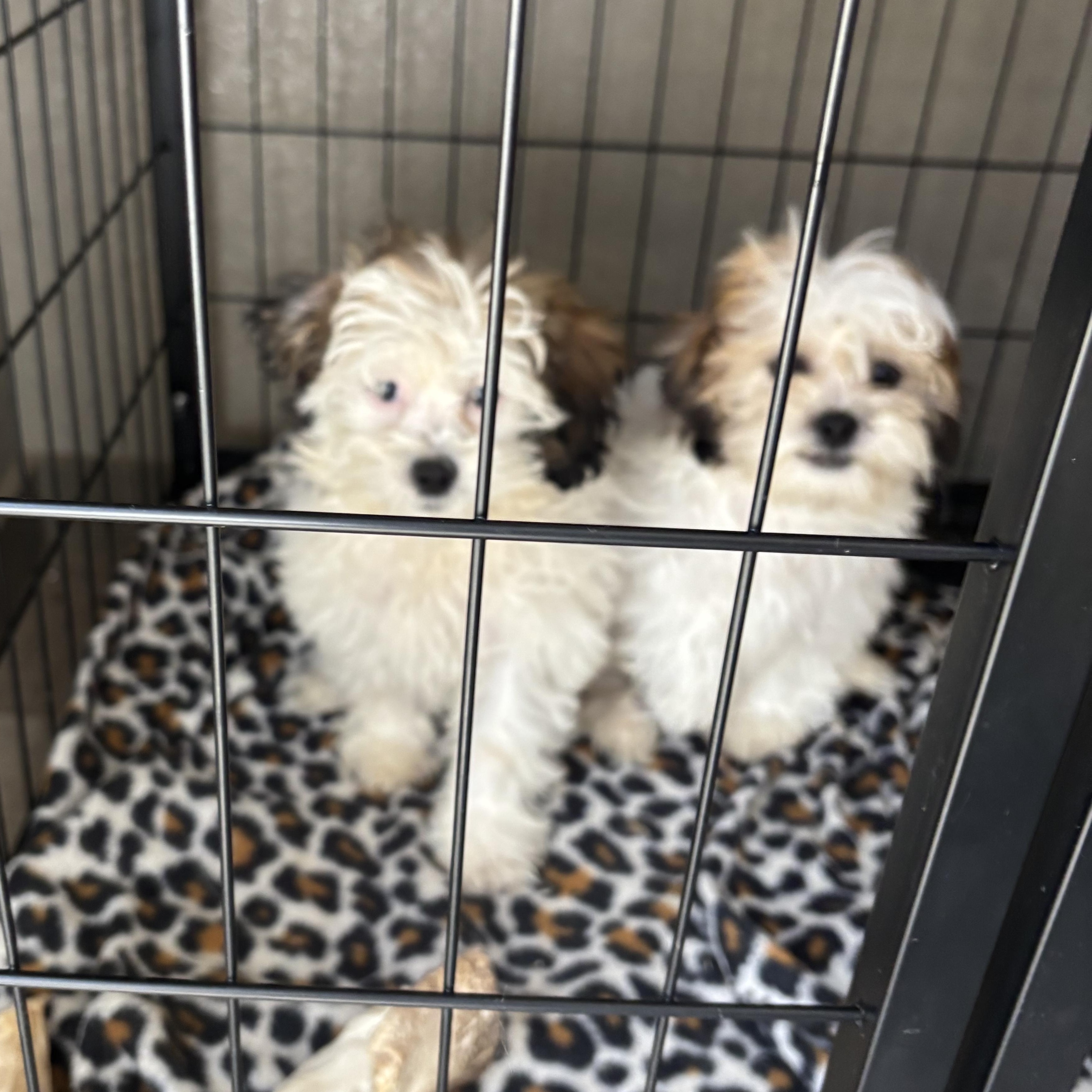 Shih Tzu/Maltese puppies!, an adopted mixed breed in Rowlett, TX image 3/4