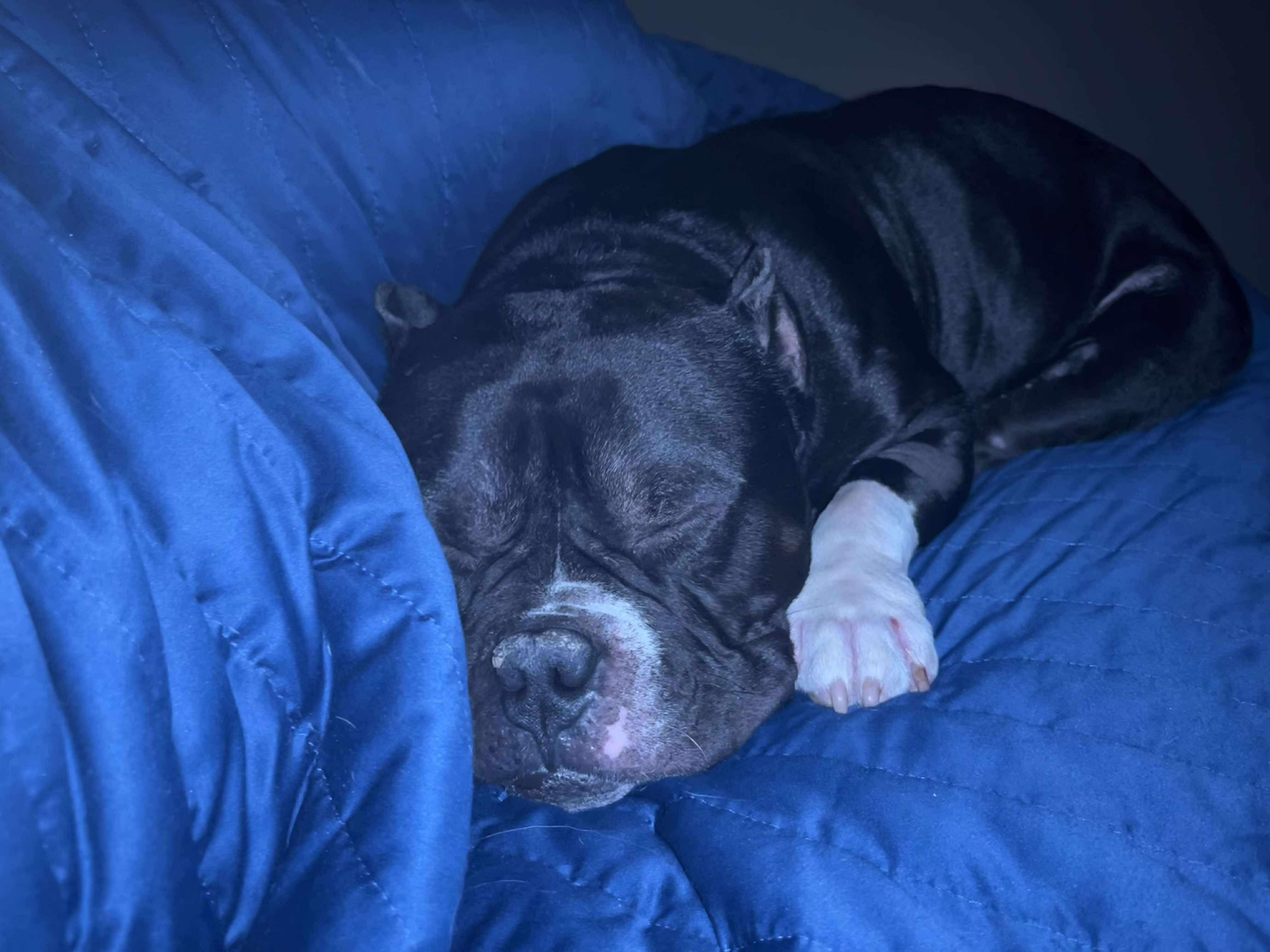 Jackson, an adopted mixed breed in Whitewater, WI image 4/6