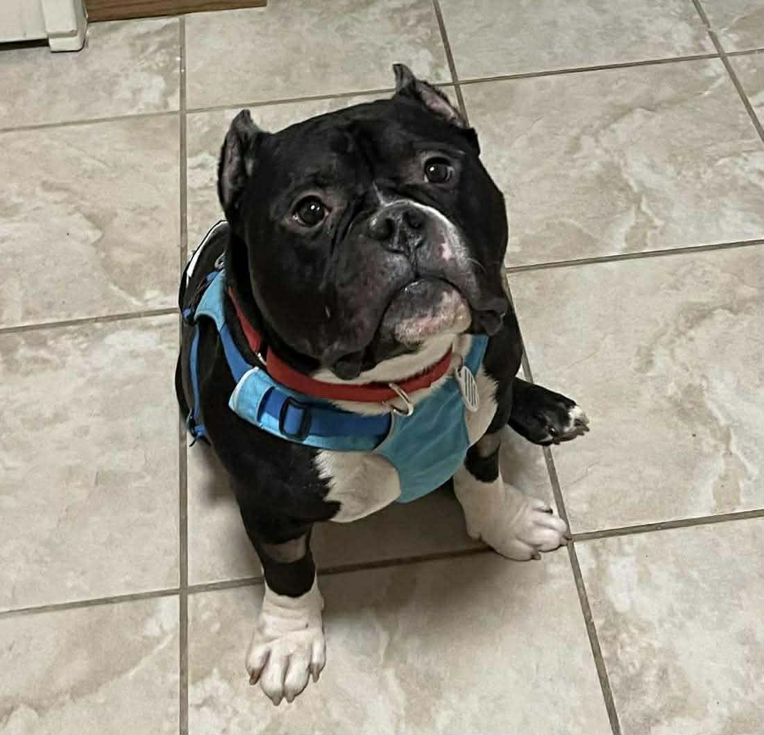 Jackson, an adopted mixed breed in Whitewater, WI image 1/6